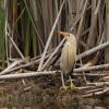 Little Bittern